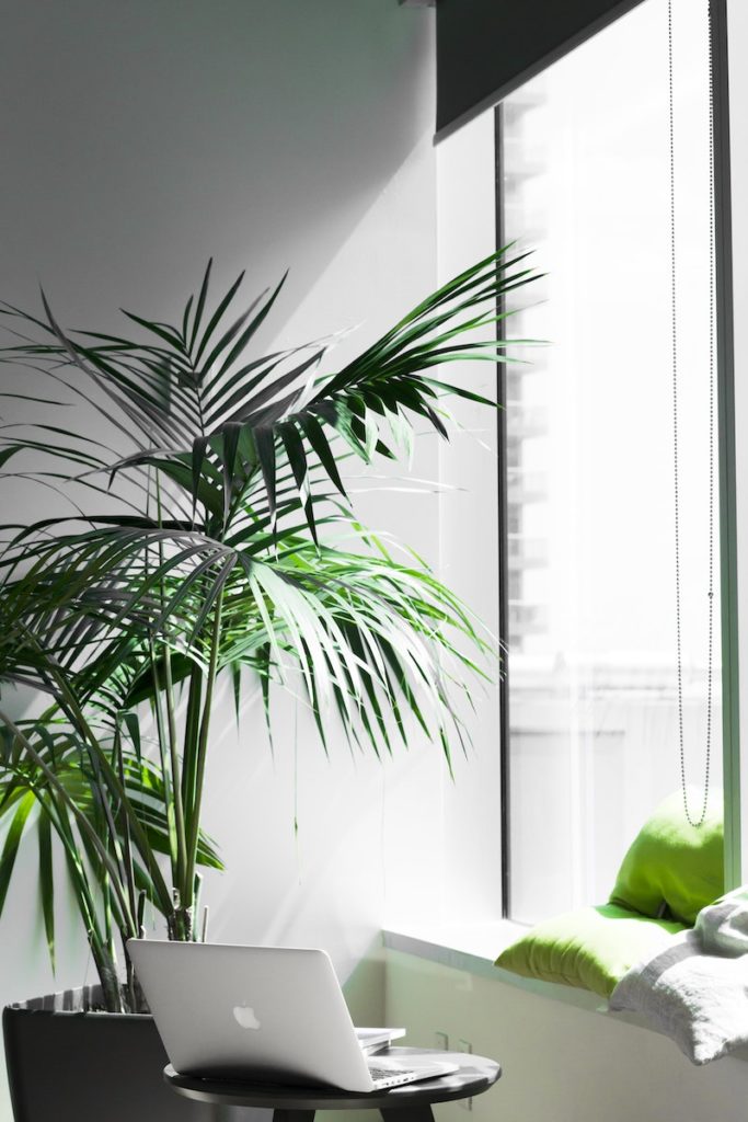 La sostenibilidad en la oficina pasa por incorporar plantas